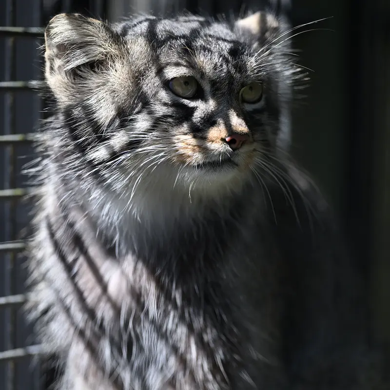 A photograph of Hide in Asahiyama Zoo