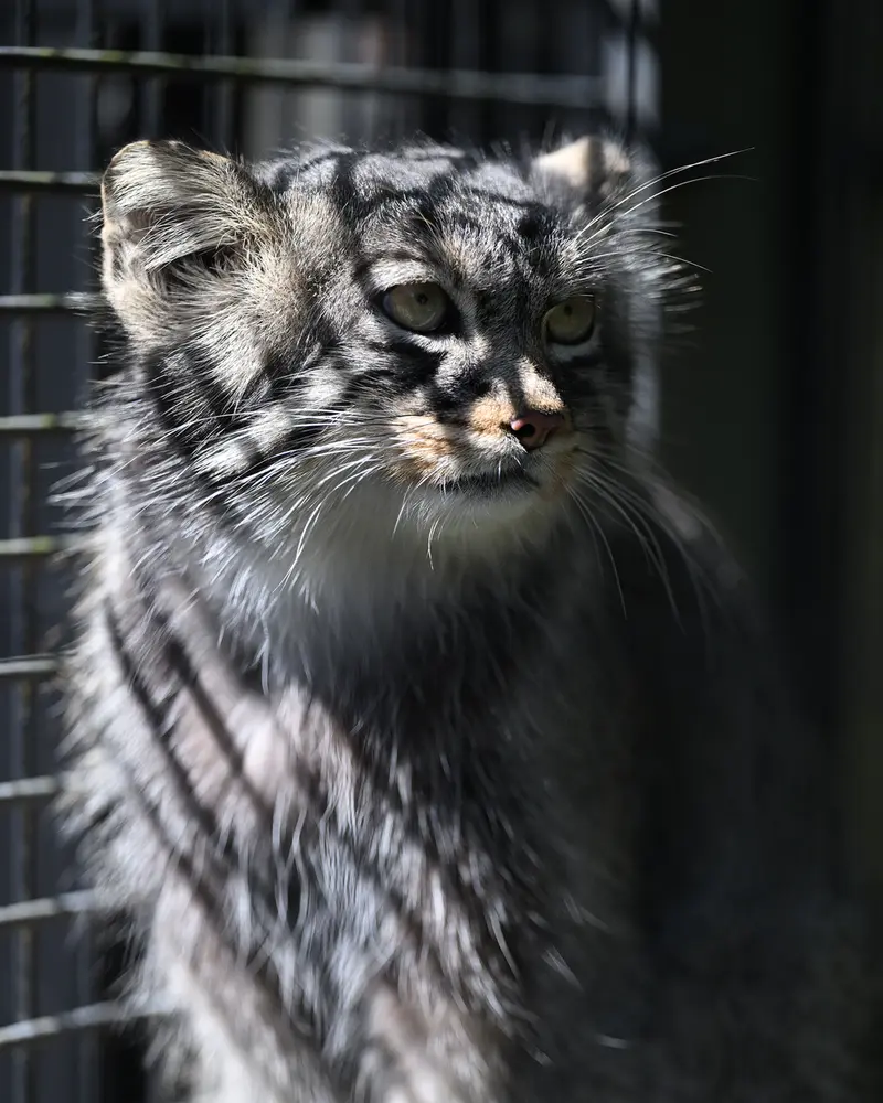 A photograph of Hide in Asahiyama Zoo