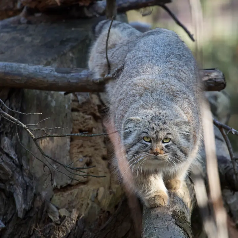 A photograph of Mortti in Korkeasaari Zoo
