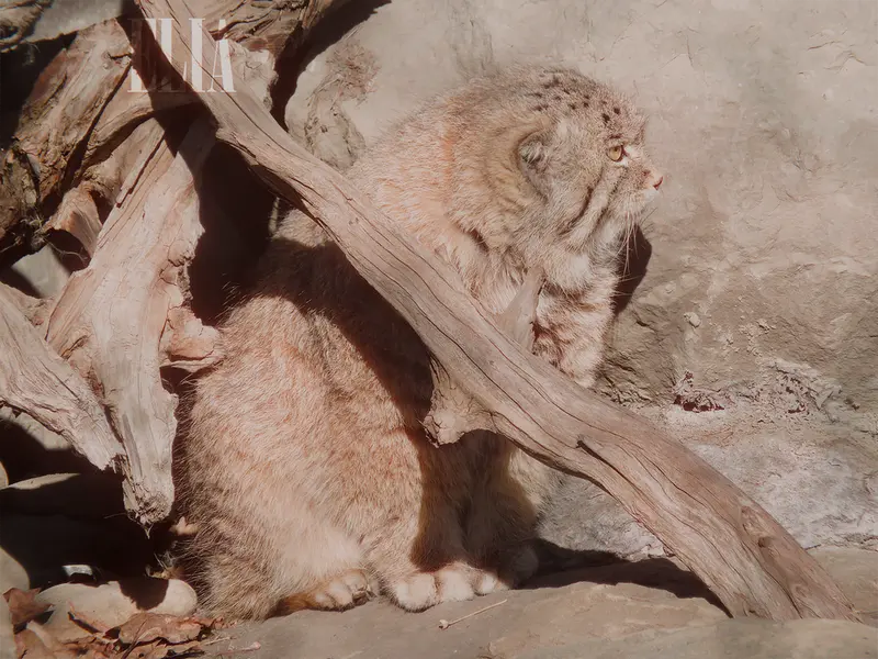 A photograph of Olaf in Calgary Zoo / Wilder Institute