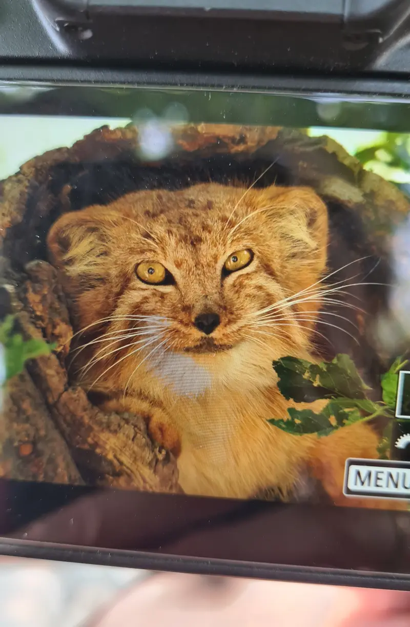 A photograph of a Pallas's cat