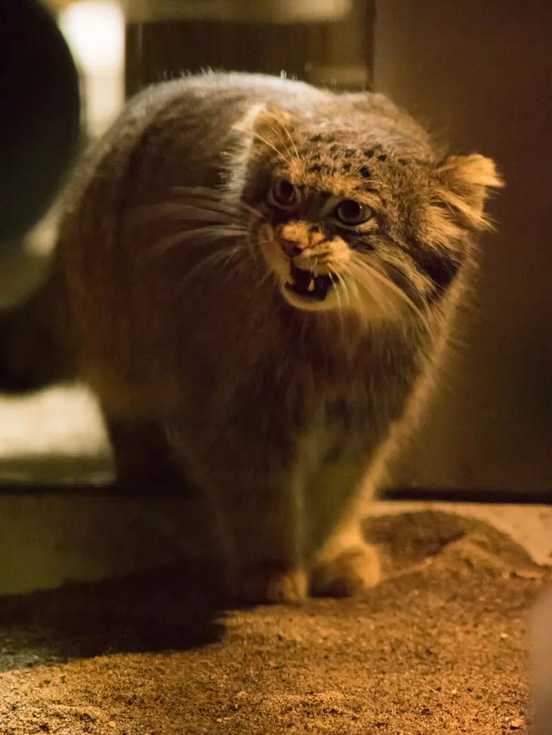 A photograph of a Pallas's cat