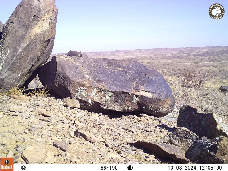 A photograph of Kazakh pika from Koshkar camera trap