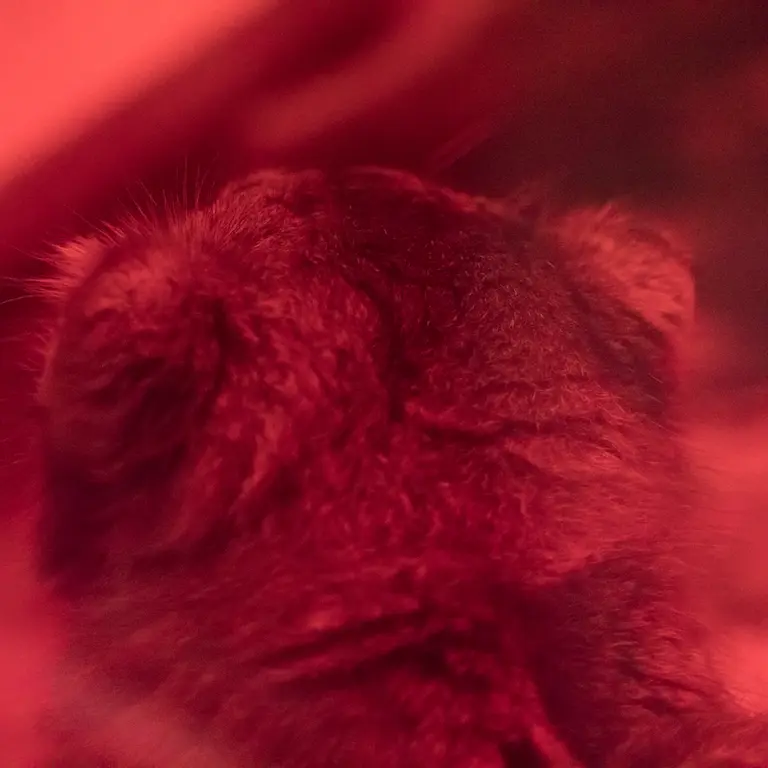 A photograph of Naim in Ueno Zoological Gardens