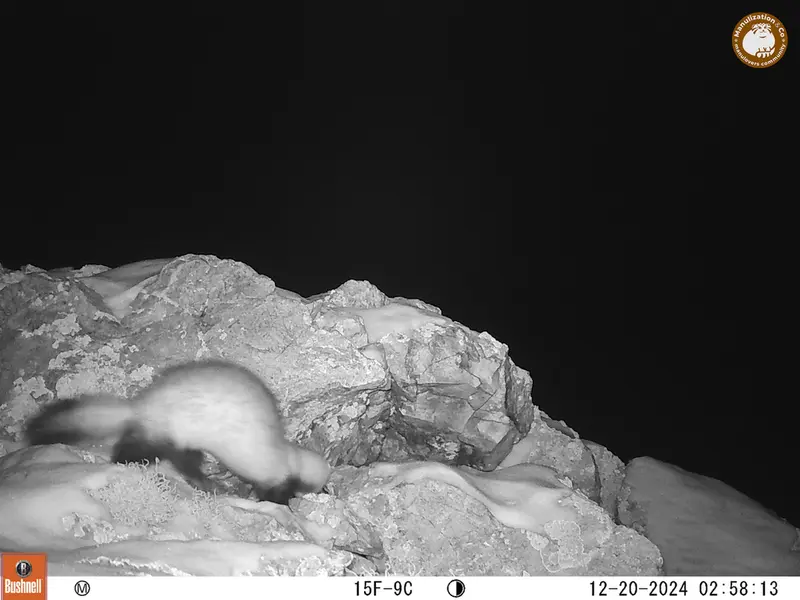 A photograph of Steppe polecat from Besshoky 1 camera trap