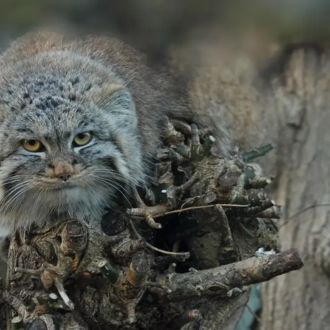 A photograph of Buchta in Spaycific'Zoo