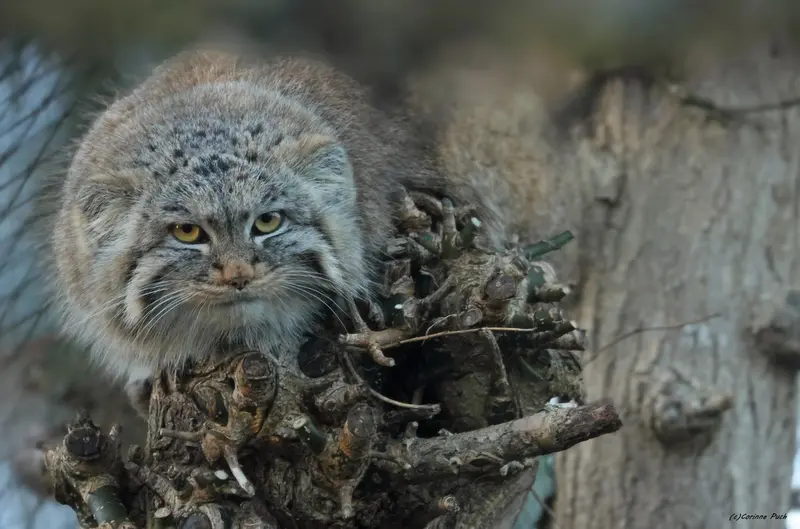 A photograph of Buchta in Spaycific'Zoo