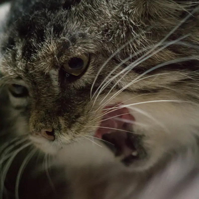 A photograph of Primula in Ueno Zoological Gardens