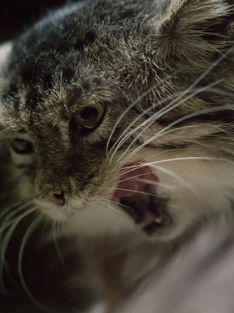 A photograph of Primula in Ueno Zoological Gardens