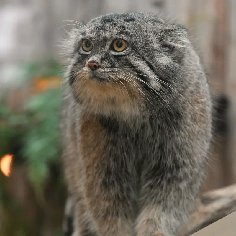 A photograph of Nar in Kobe Animal Kingdom