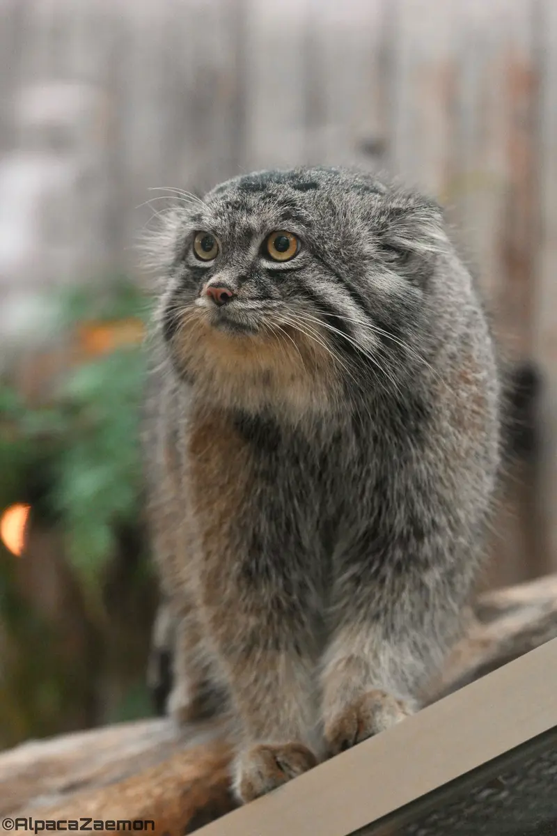 A photograph of Nar in Kobe Animal Kingdom
