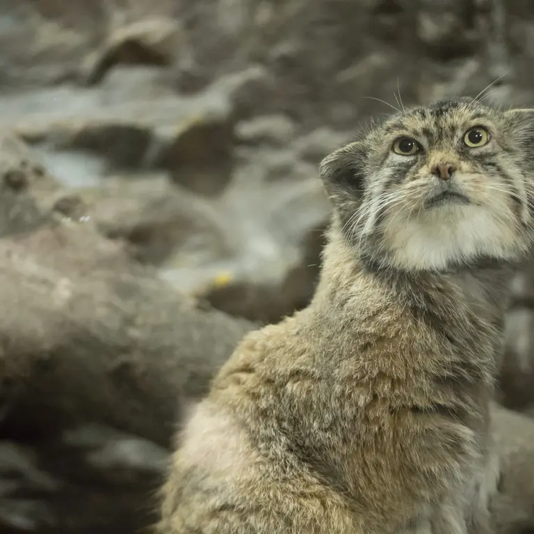 A photograph of Primula in Ueno Zoological Gardens