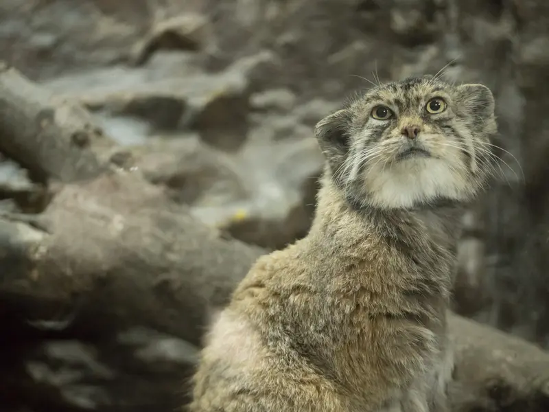 A photograph of Primula in Ueno Zoological Gardens