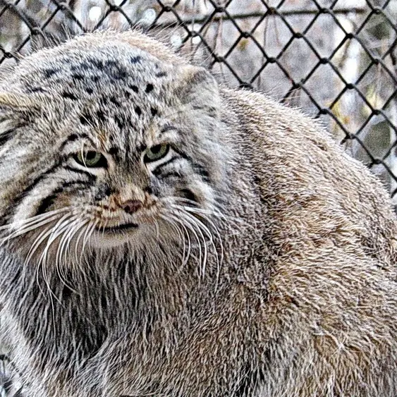 A photograph of Zelenogorsk in Novosibirsk Zoo