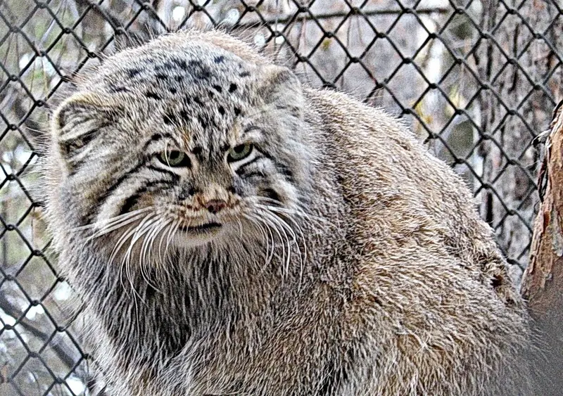 A photograph of Zelenogorsk in Novosibirsk Zoo