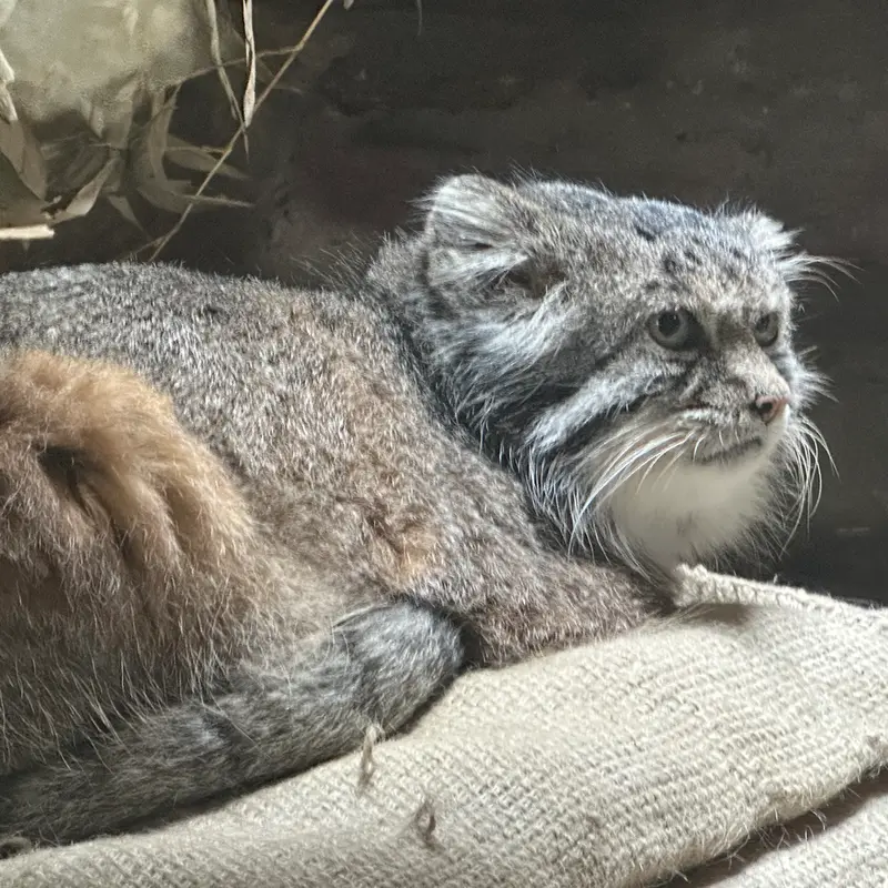 A photograph of a Pallas's cat