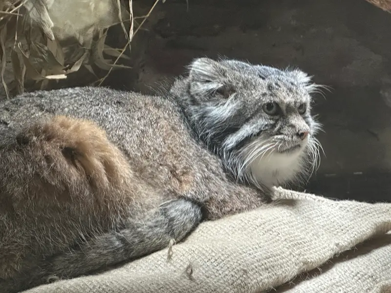 A photograph of a Pallas's cat