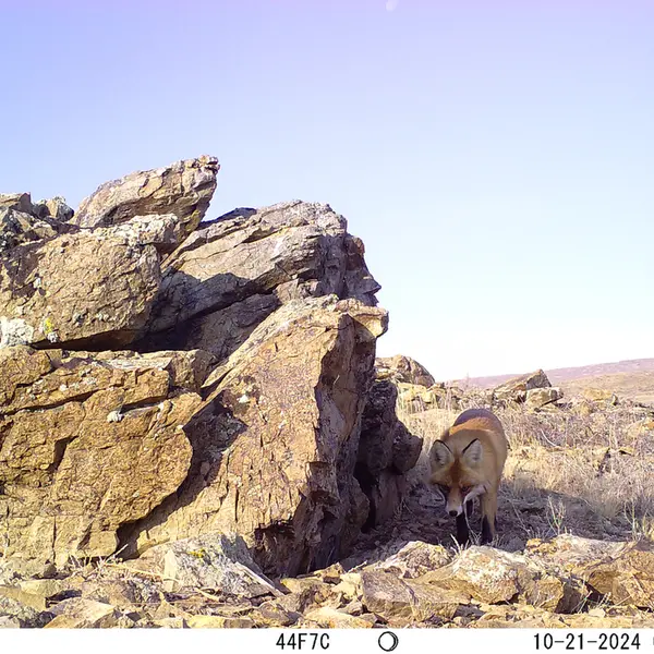A photograph of Red fox from Karashoky camera trap