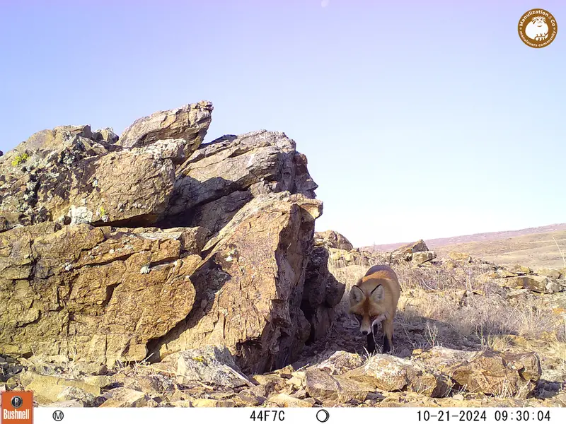 A photograph of Red fox from Karashoky camera trap