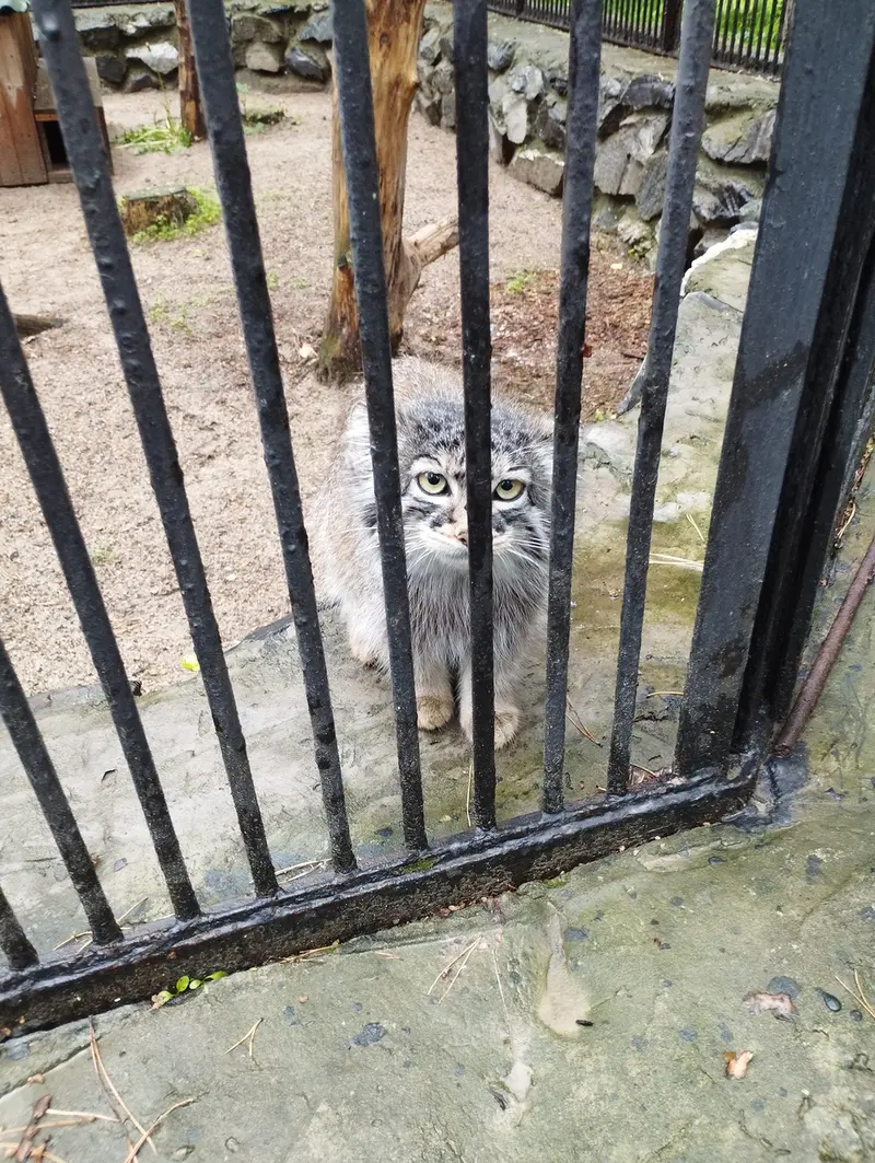 A photograph of a Pallas's cat in Novosibirsk Zoo