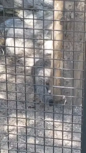 cute Vorace rolling around❤️