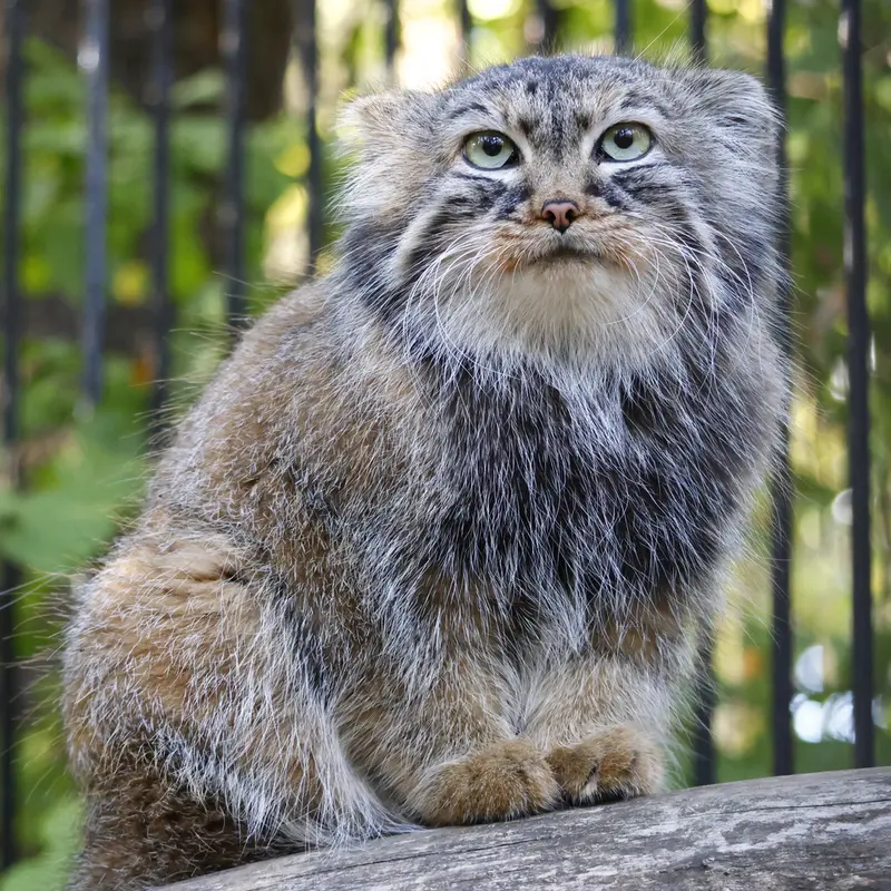 A photograph of Gabi in Novosibirsk Zoo