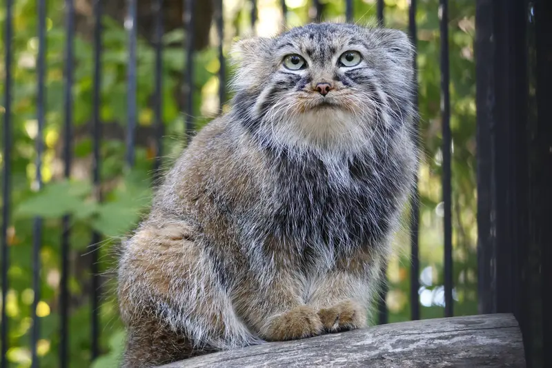 A photograph of Gabi in Novosibirsk Zoo