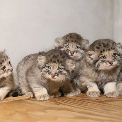 A photograph of Nagi, San, Komorebi, Bono, and Haku in Kobe Animal Kingdom
