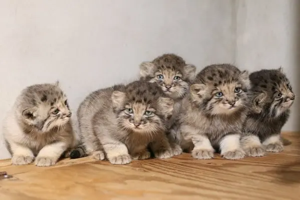 A photograph of Nagi, San, Komorebi, Bono, and Haku in Kobe Animal Kingdom