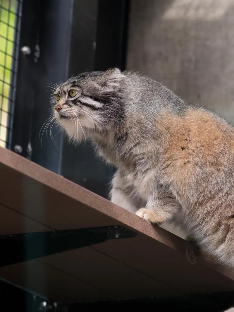 A photograph of Grusha in Asahiyama Zoo