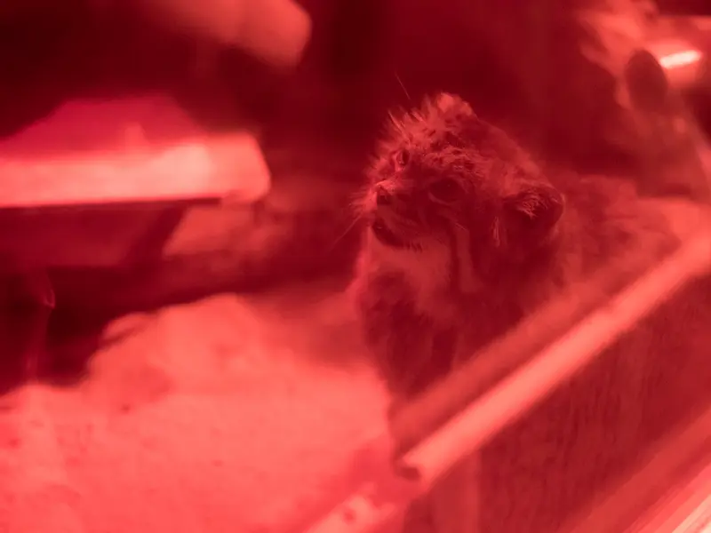 A photograph of Naim in Ueno Zoological Gardens