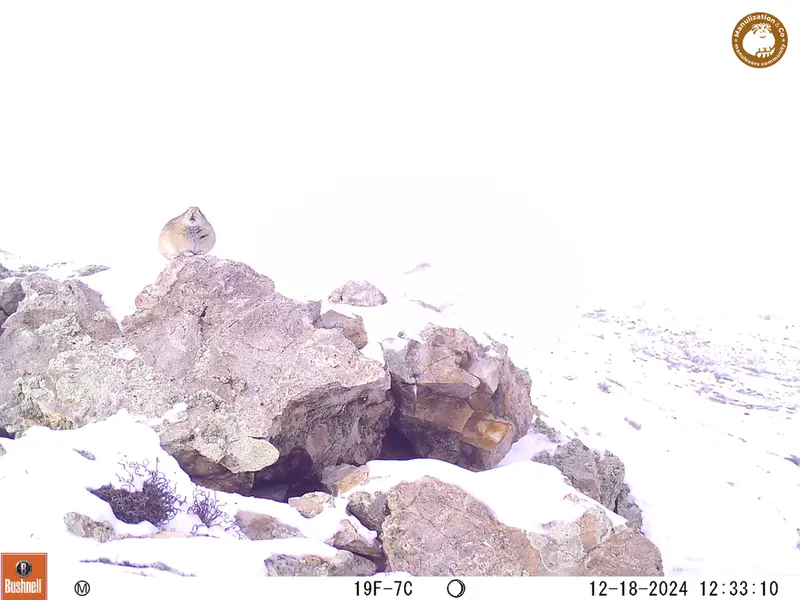 A photograph of Pika from Besshoky 1 camera trap