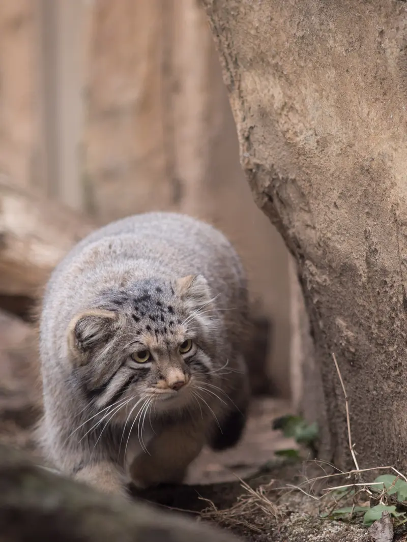 A photograph of Nagomu in Nasu Animal Kingdom