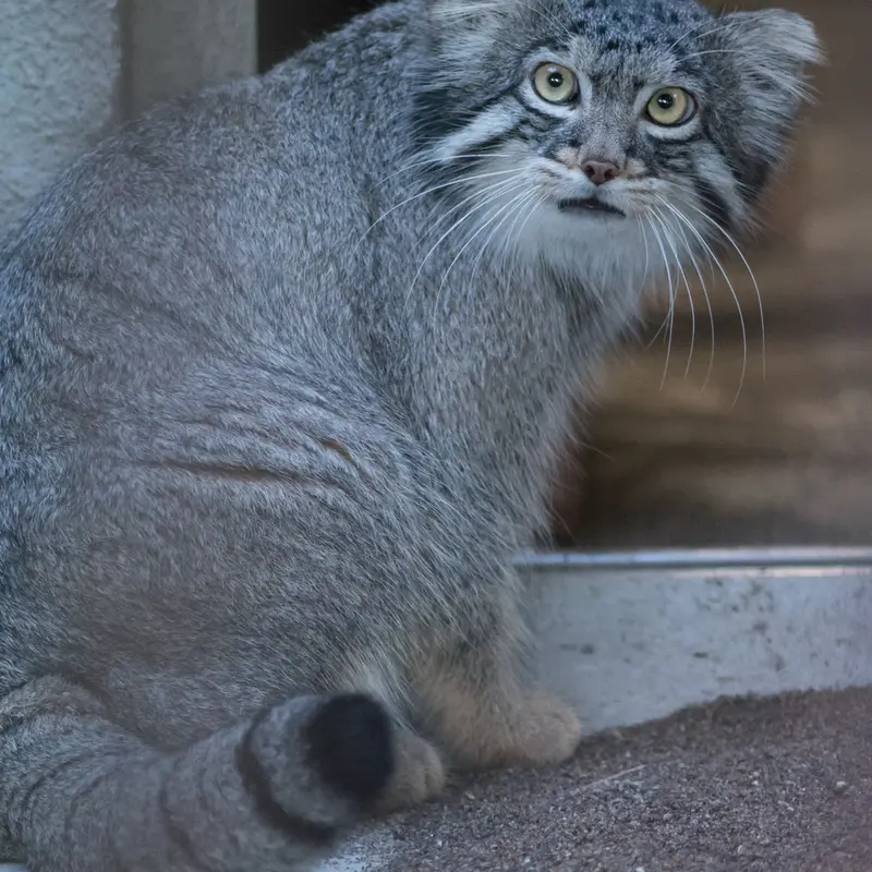 A photograph of Figa in Nogeyama Zoo