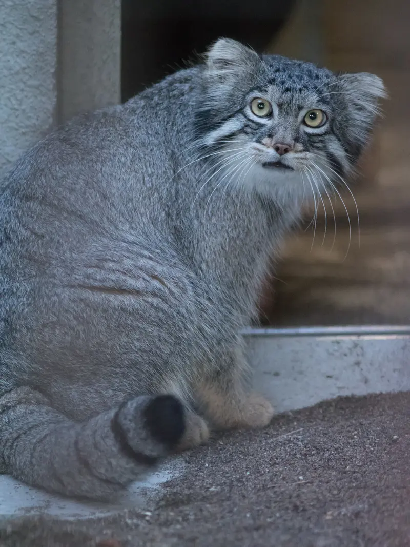 A photograph of Figa in Nogeyama Zoo