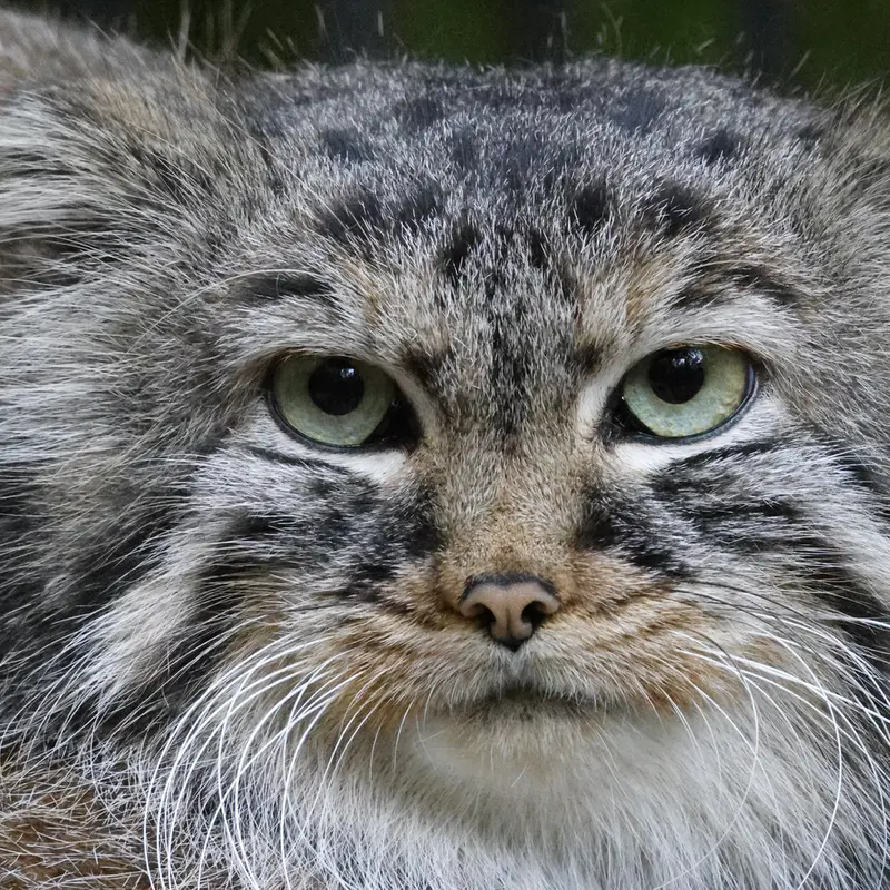 A photograph of Gabi in Novosibirsk Zoo