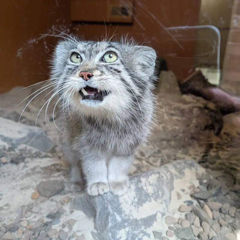A photograph of Akiko in Edinburgh Zoo