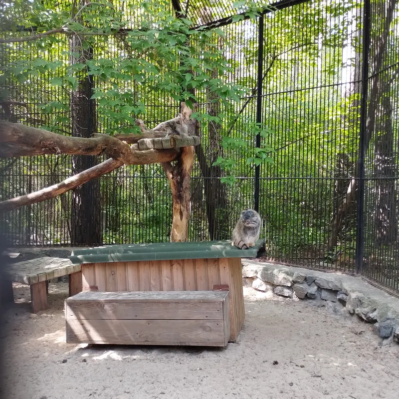 A photograph of a Pallas's cat in Novosibirsk Zoo