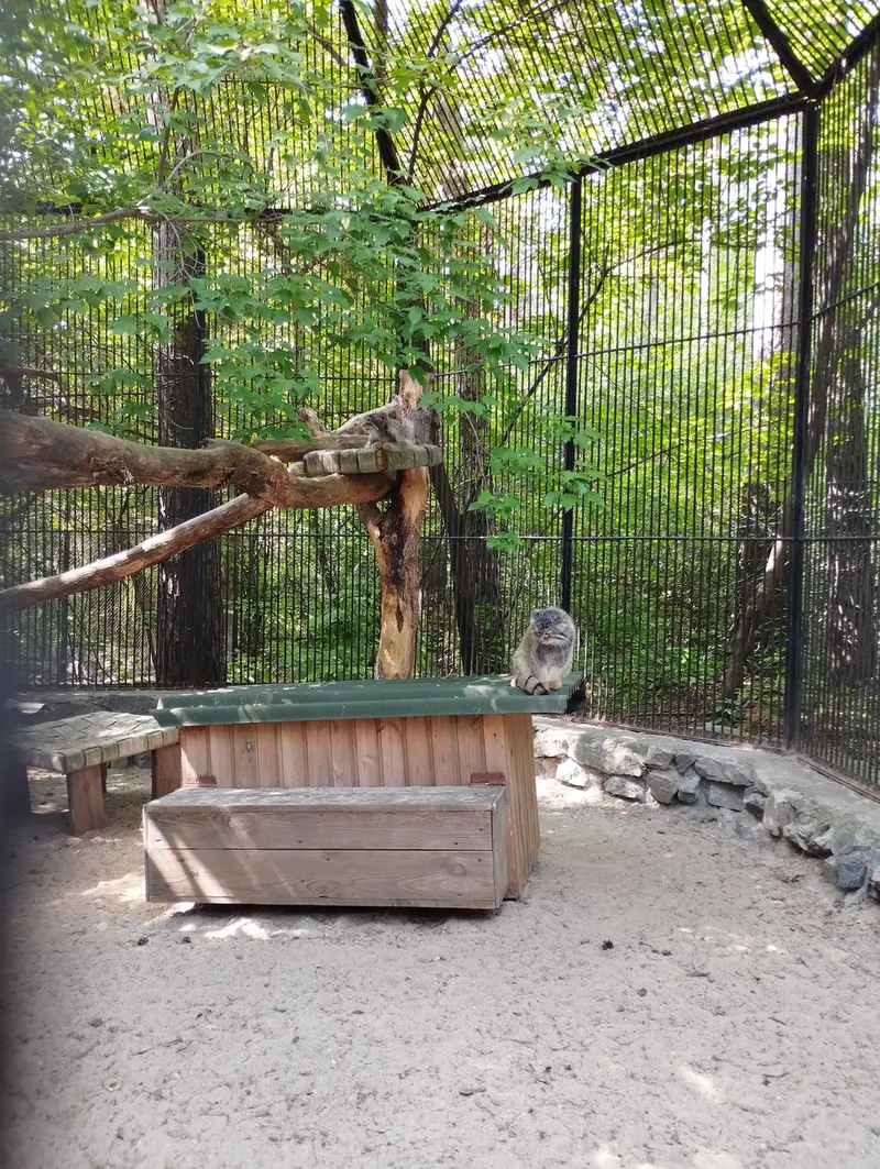 A photograph of a Pallas's cat in Novosibirsk Zoo