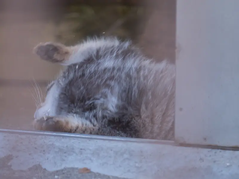 A photograph of Figa in Nogeyama Zoo