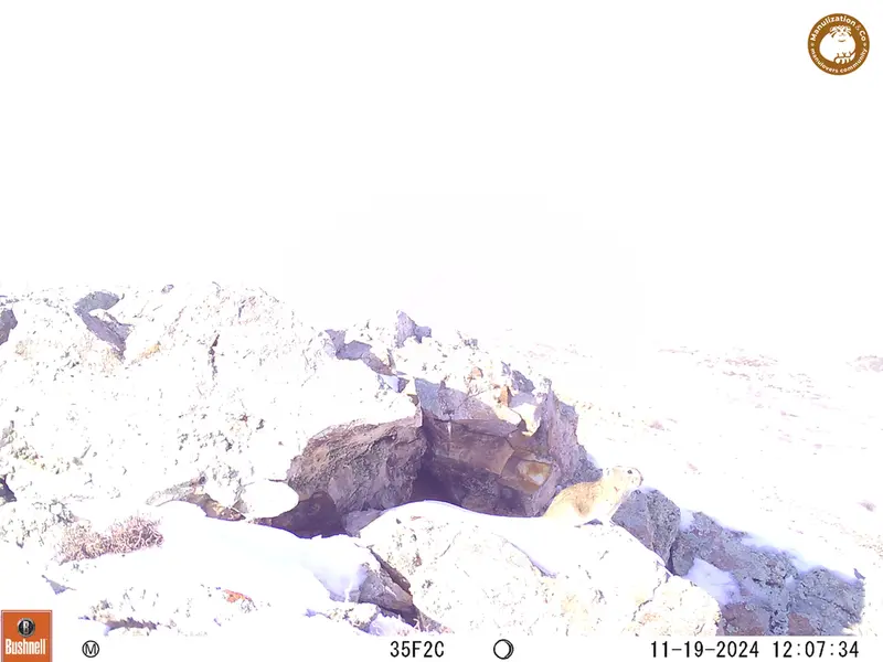A photograph of Pika from Besshoky 1 camera trap
