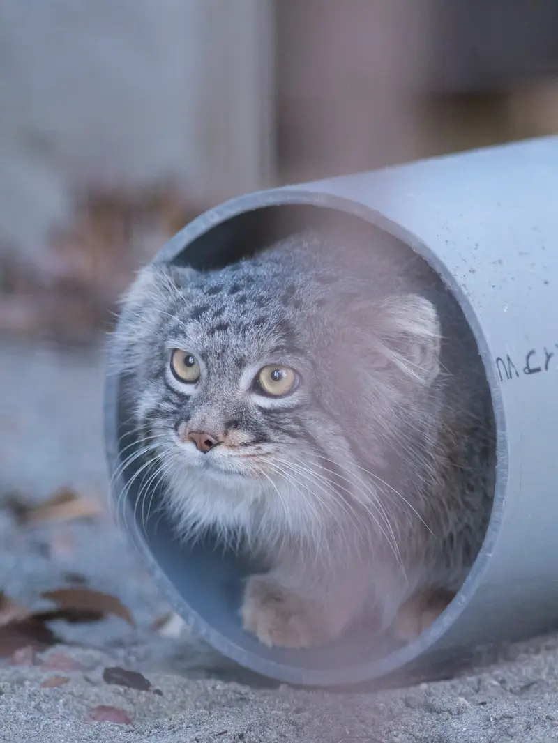 A photograph of Figa in Nogeyama Zoo