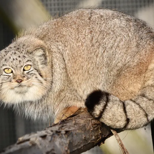 A photograph of Kharaa in Port Lympne Wild Animal Park