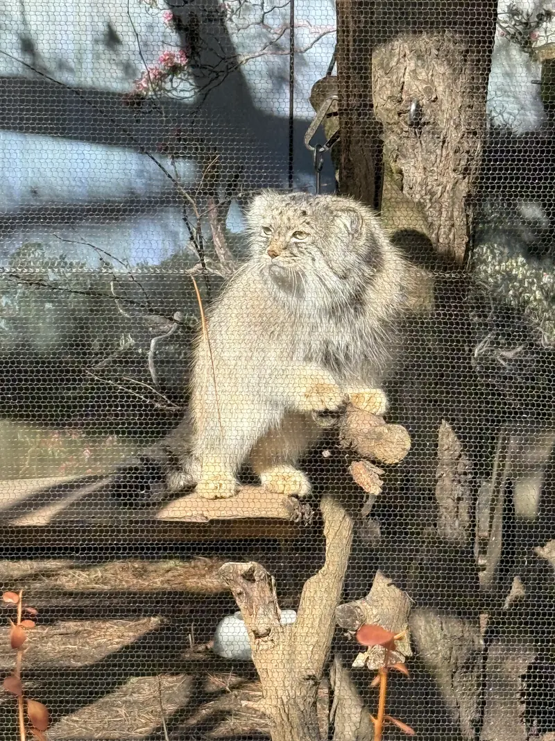 A photograph of Pazi in Potter Park Zoo