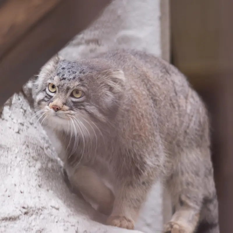 A photograph of Figa in Nogeyama Zoo
