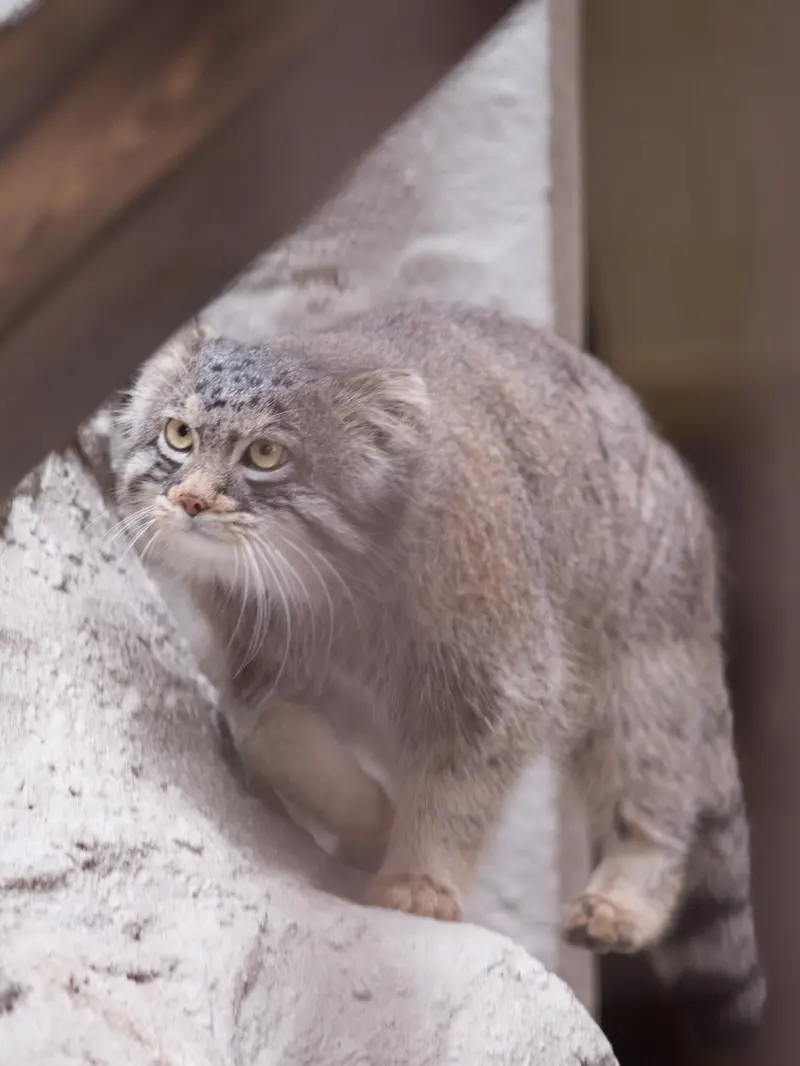 A photograph of Figa in Nogeyama Zoo
