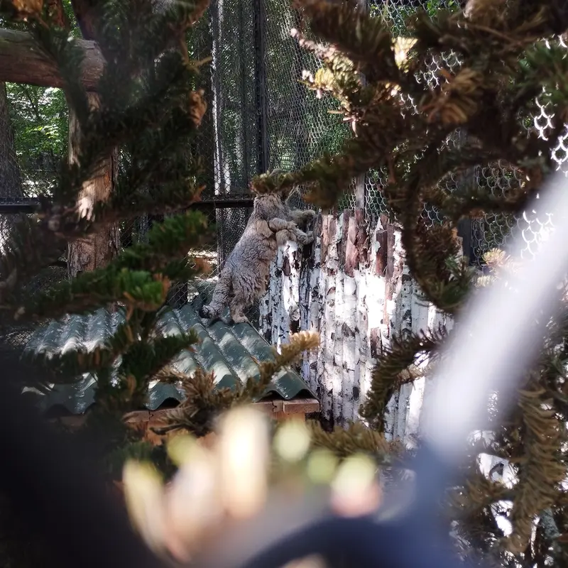 A photograph of Zelenogorsk in Novosibirsk Zoo