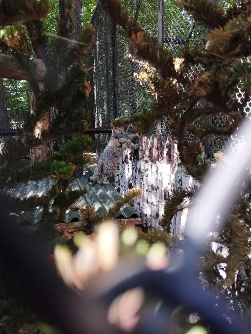 A photograph of Zelenogorsk in Novosibirsk Zoo