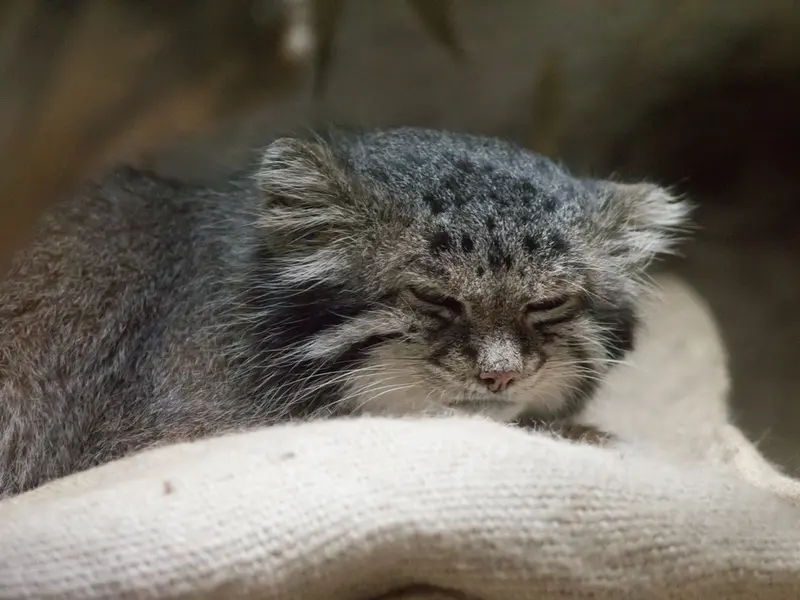 A photograph of Klyon in Ueno Zoological Gardens