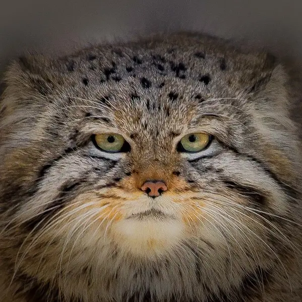 A photograph of Son of Eve 2023 Ⅴ in Novosibirsk Zoo